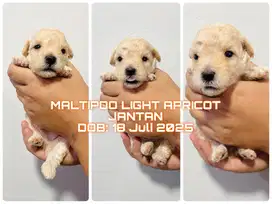 Maltipoo Jantan Light Apricot