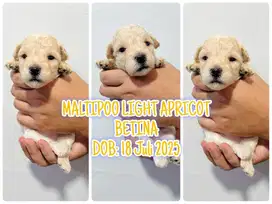 Maltipoo Betina Light Apricot