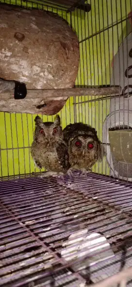 Burung uniq sepasang