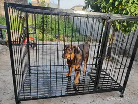 Kandang Anjing Besar
