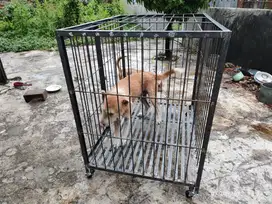 Kandang Anjing ras Besar
