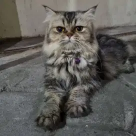 Kucing janan persia flatnouse 12 bulan