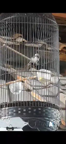 Glatik batu + sangkar rawatan dri loloh