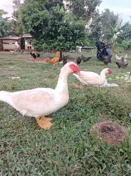 Bebek entog jantan