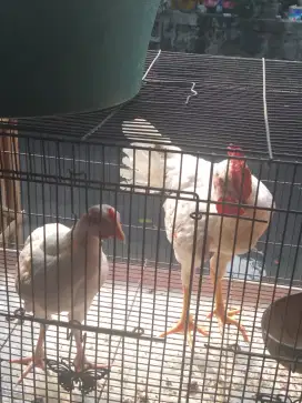 Di jual ayam ketawa durasi sepasang umur 3 bulan udah rajin kokok