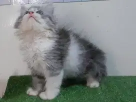 Kucing persia/jantan/2 bulan