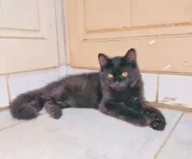 Kitten Hitam 3,5bln adik kakak