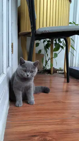 British Shorthair hair Pure kitten