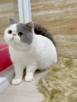 Kucing Exotic Male anakan Import Ped