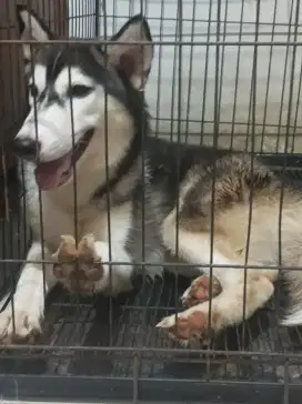 Husky betina 6 bulan