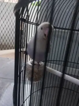 Lovebird pasbir