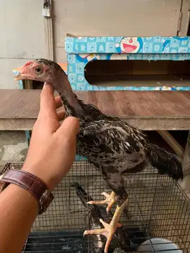Anakan ayam bangkok x mangon
