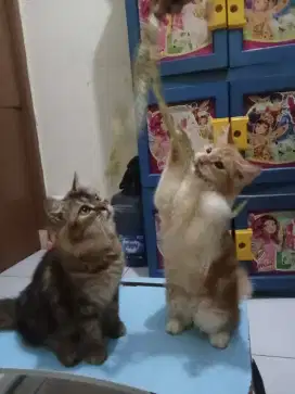 Kitten persia medium