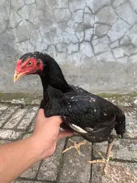 Derean bangkok x pakoy