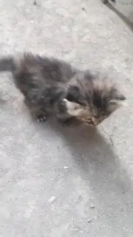 Adopsi kucing gratis