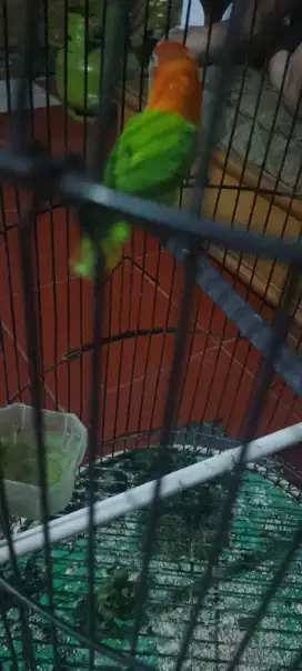 Burung lovebird biola dewasa