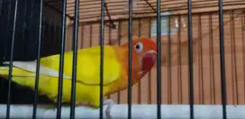 Lovebird Lutino MM