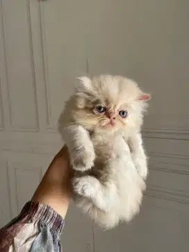 Persia flatnose jantan 2 bulanan