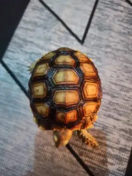 Kura darat sulcata