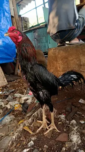Ayam bangkok koytrad