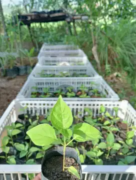 Bibit cabe rawit