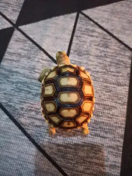 Kura darat sulcata