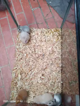 Jual Hamster Syrian