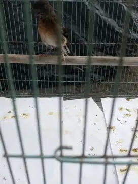 Burung Murai Batu Medan Trotol Fix Jantan