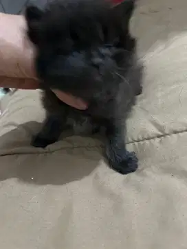 Kucing munggil dan gemesin