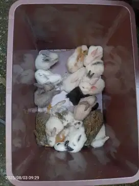 Anakan Kelinci Lokal