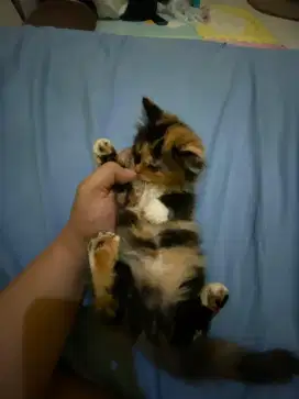 Jual kucing Persia belang telon lucu