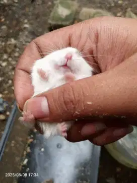 Jual Anakan Hamster