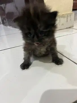 Anak Kucing munggil dan lucuk