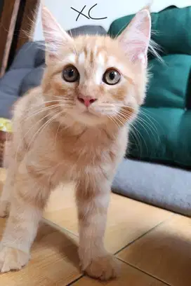 4 Kitten Jantan Mix Mainecoon - Himalaya