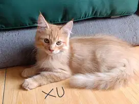 4 Kitten Jantan Mix Mainecoon - Himalaya