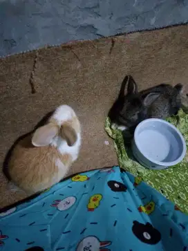 2 kelinci Masi kecil