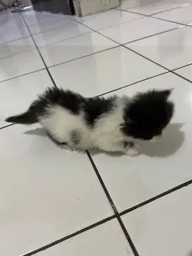 Kucing imut dan gemesin