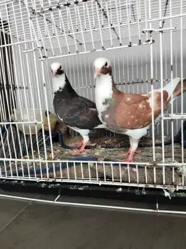 Burung dara belantong warna cakep bnget masi remaja enk