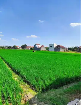 Tanah 478m Karangasem Surakarta dekat UMS solo 4 juta/m nego