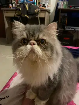Kucing Persia Jantan Pesek