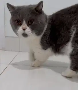 British Shorthair Munchkin