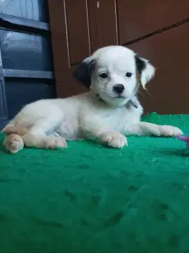Maltese mix betina