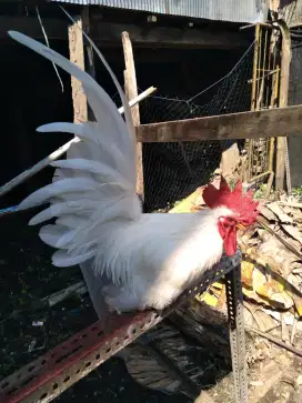 Ayam hiasWhite chabo