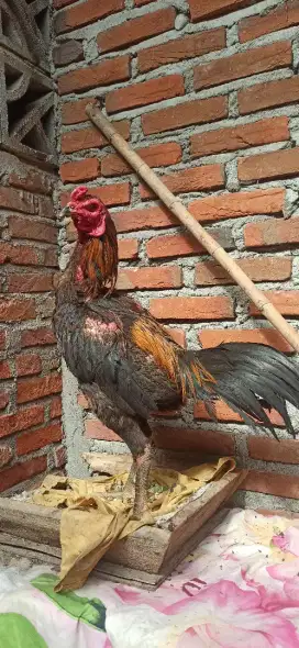 ayam pakhoy x pama