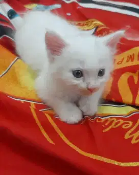 Anak kucing nggora
