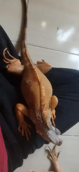 Iguana Red plus kandang