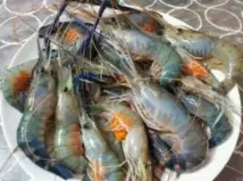 Udang Galah segar