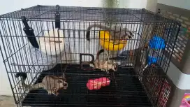 Sugar Glider Classic Grey