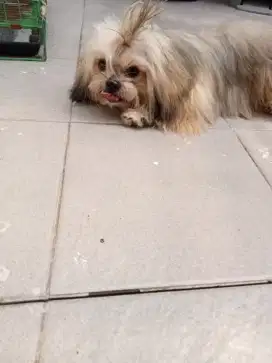 Mini shihtzu jantan 8 bln