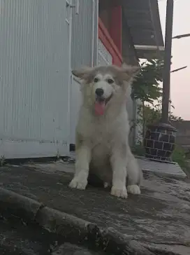 Alaskan malamute puppies